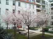 Zierkirschen in Berlin (Anfang Januar 2007)